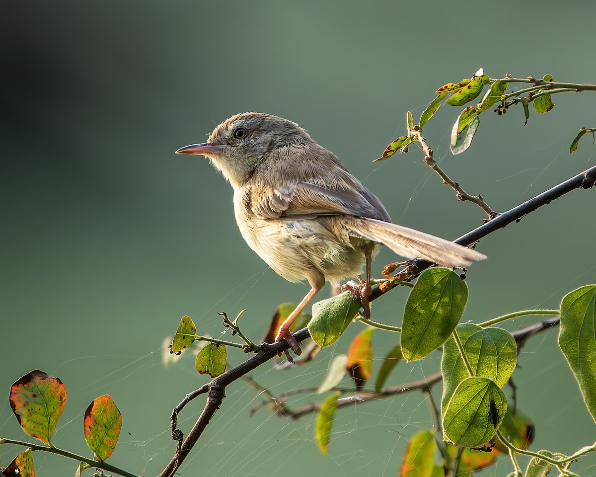 Plain Prinia - ML643805906