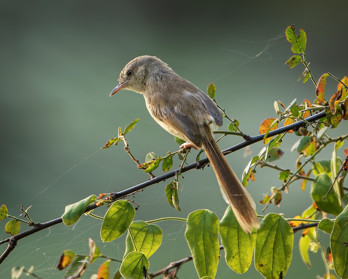 Plain Prinia - ML643805907