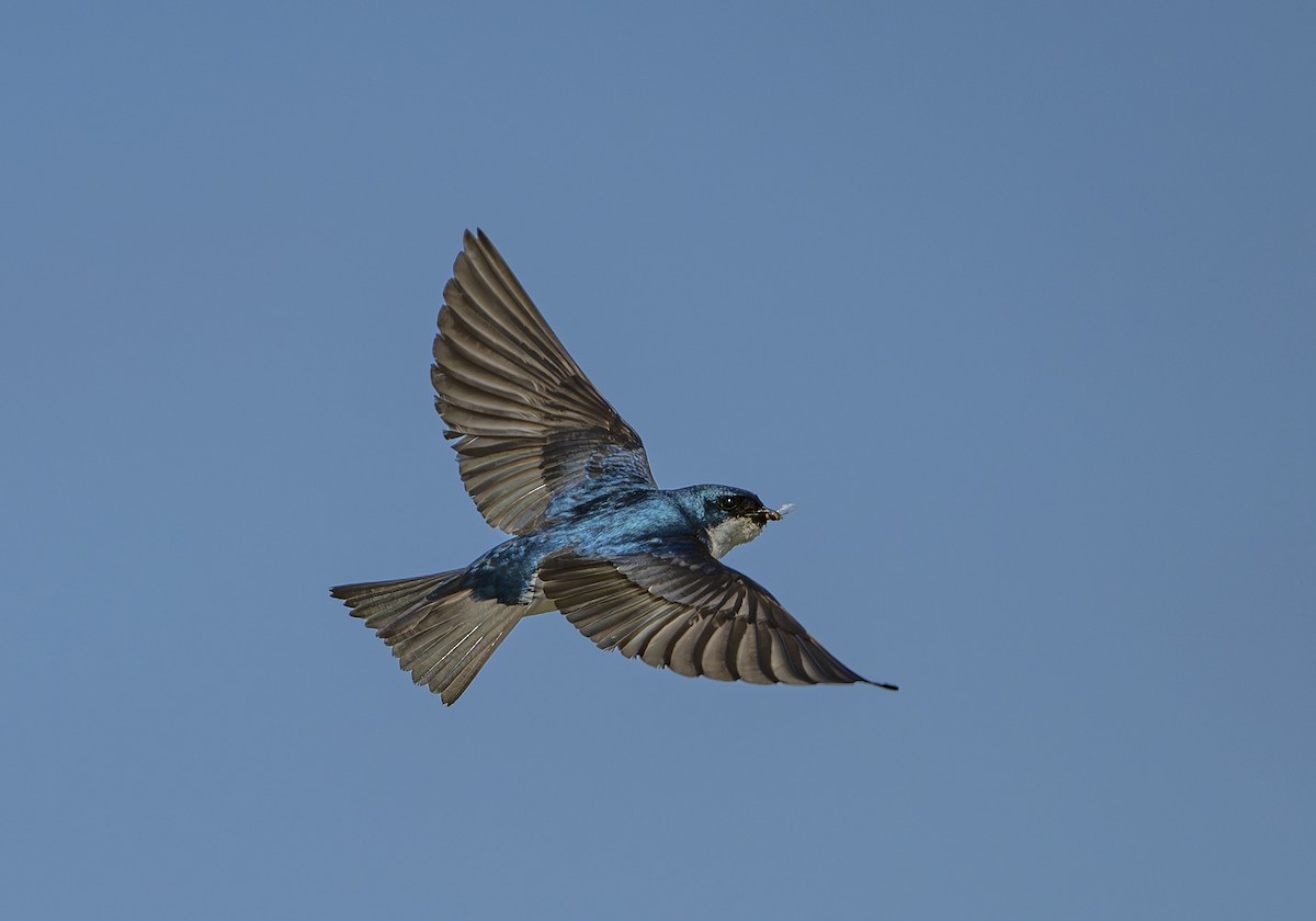 Tree Swallow - ML643805908