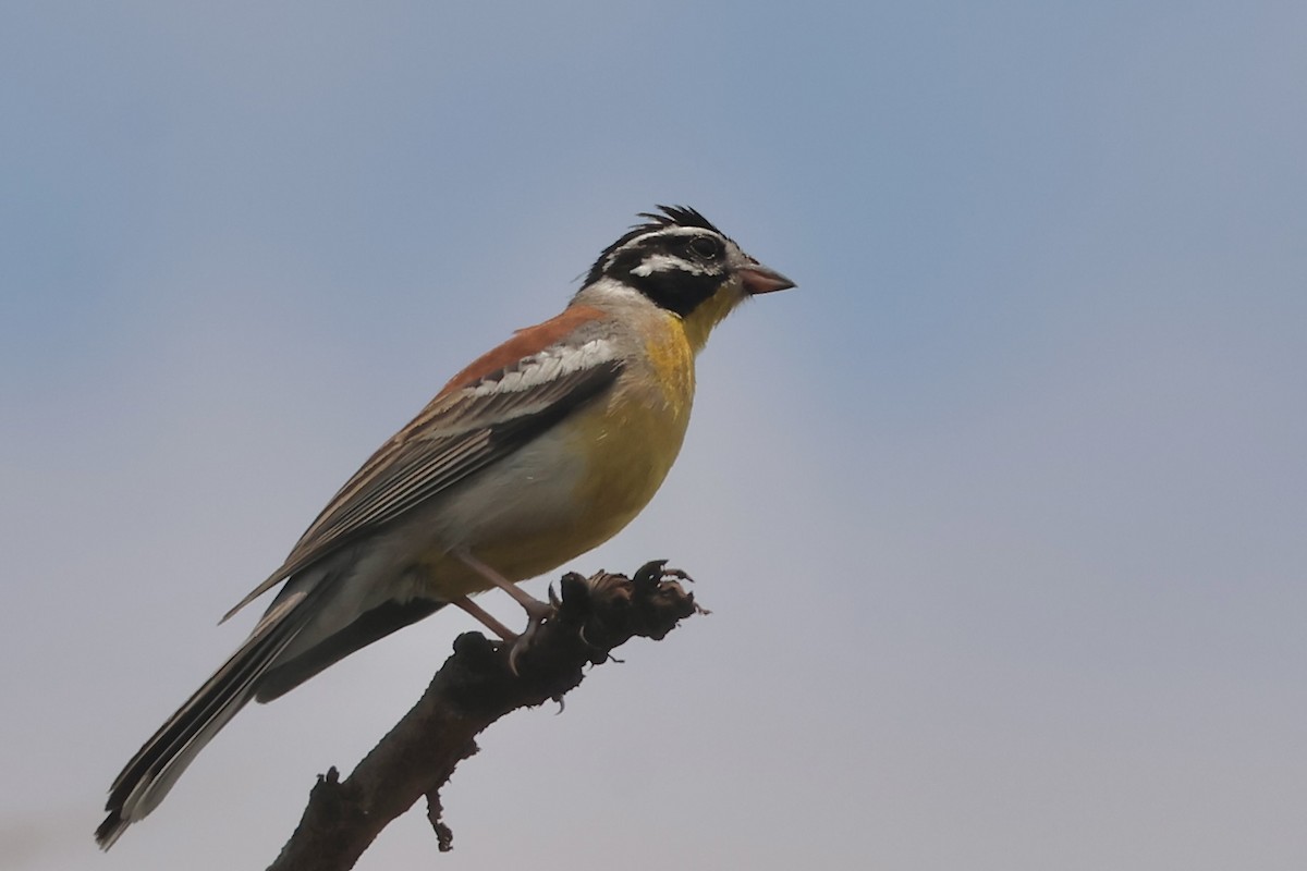 Golden-breasted Bunting - ML643805909