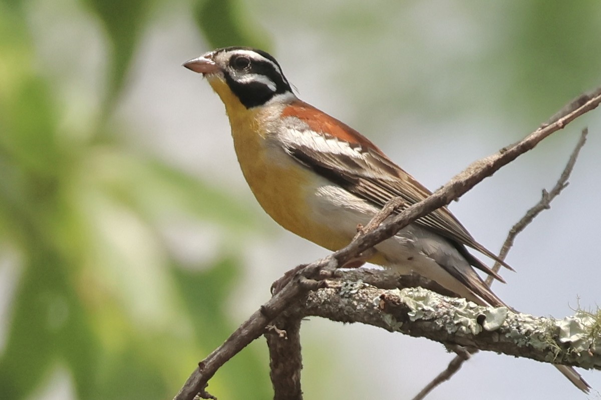 Golden-breasted Bunting - ML643805911