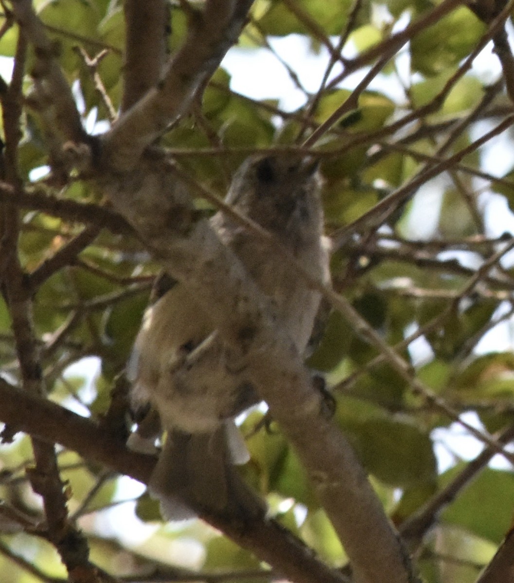 Oak Titmouse - ML643805912