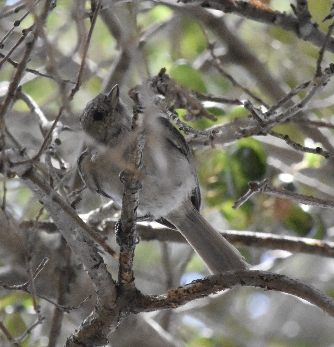 Oak Titmouse - ML643805913
