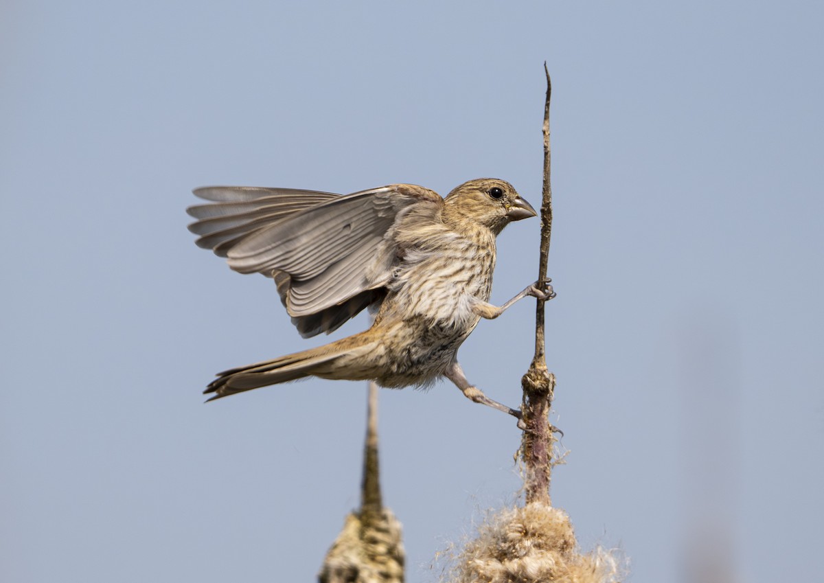 House Finch - ML643805917
