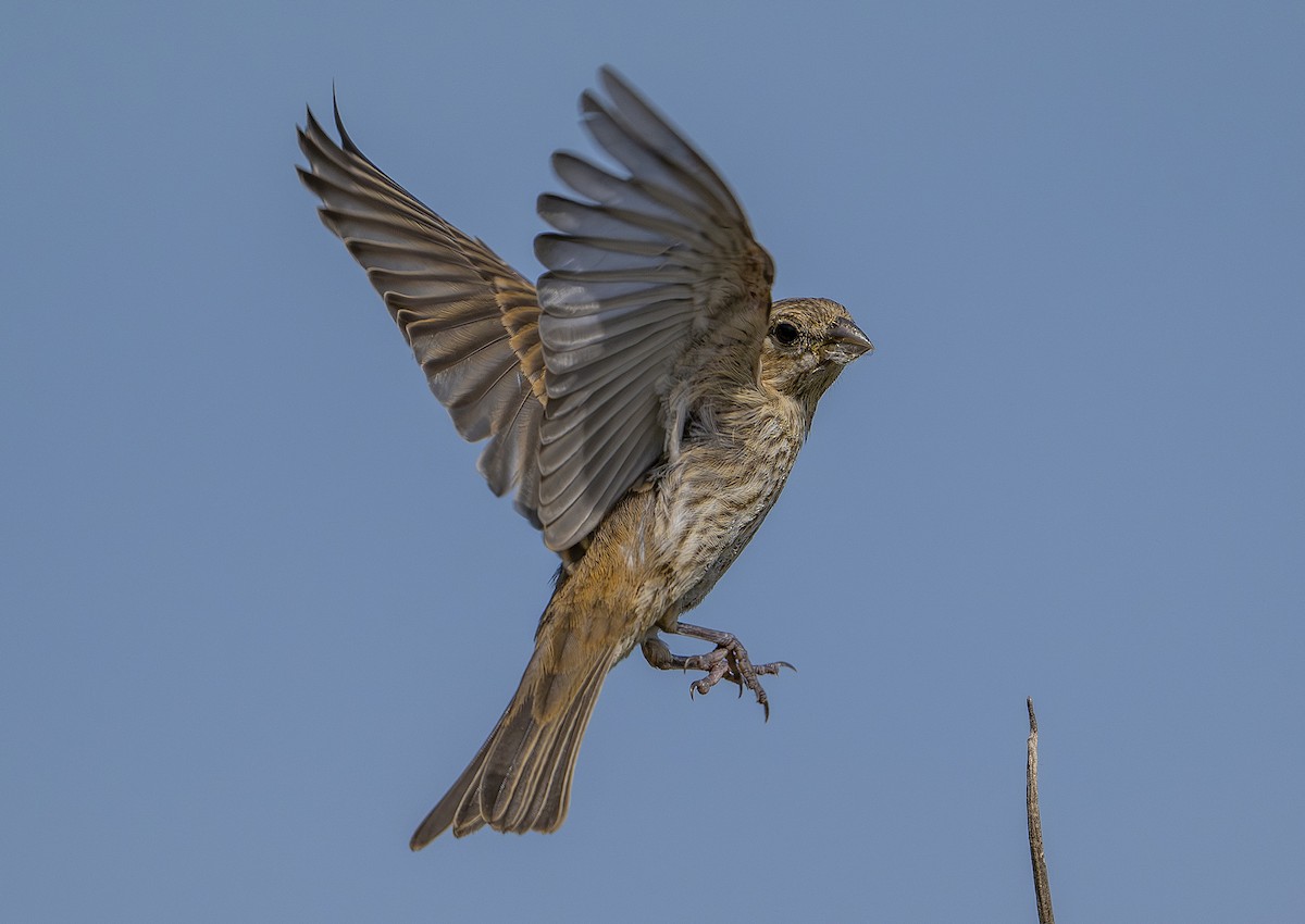 House Finch - ML643805918