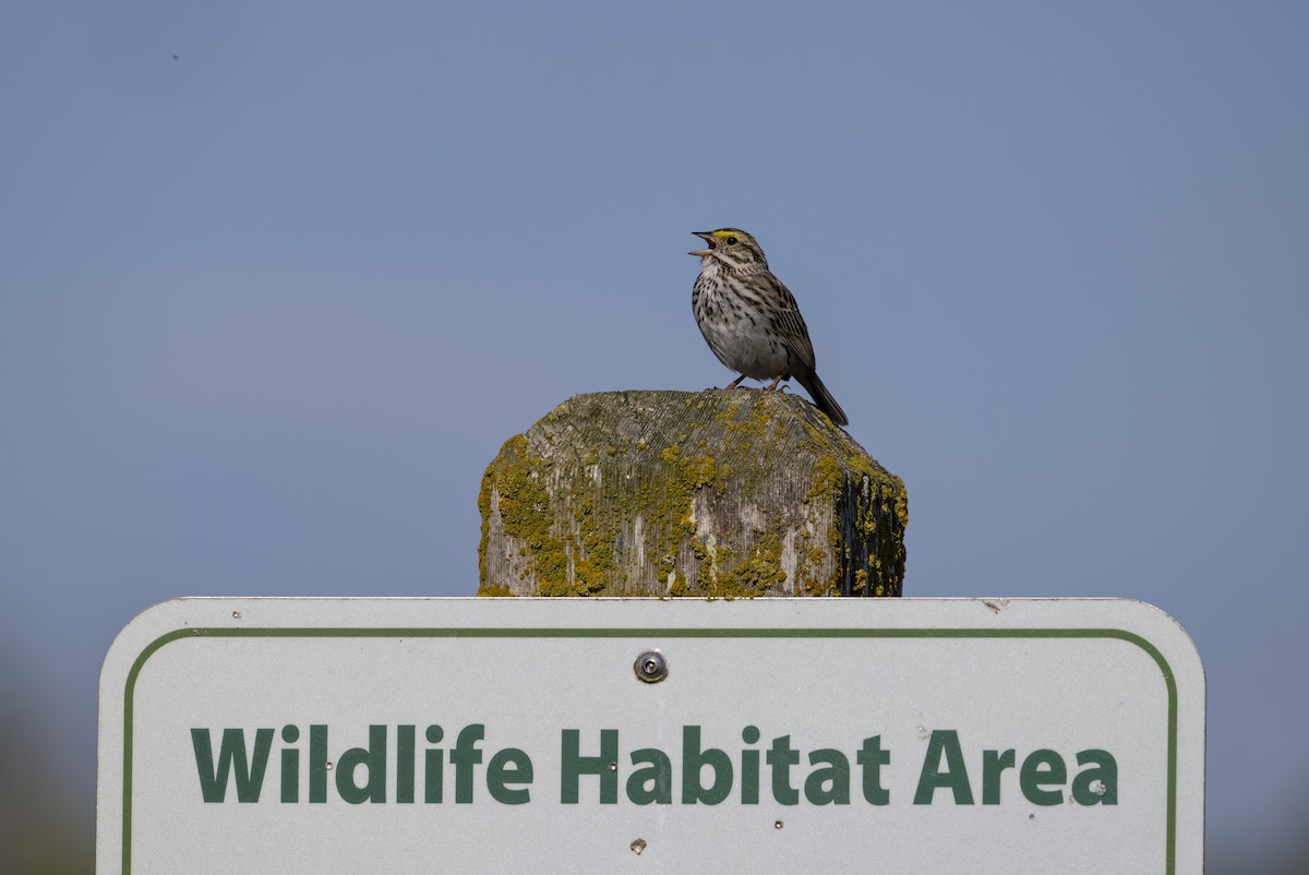 Savannah Sparrow - ML643805923