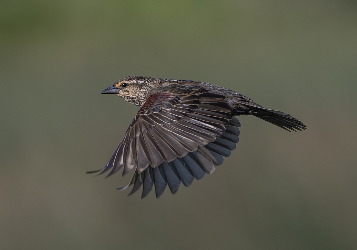 Red-winged Blackbird - ML643805929