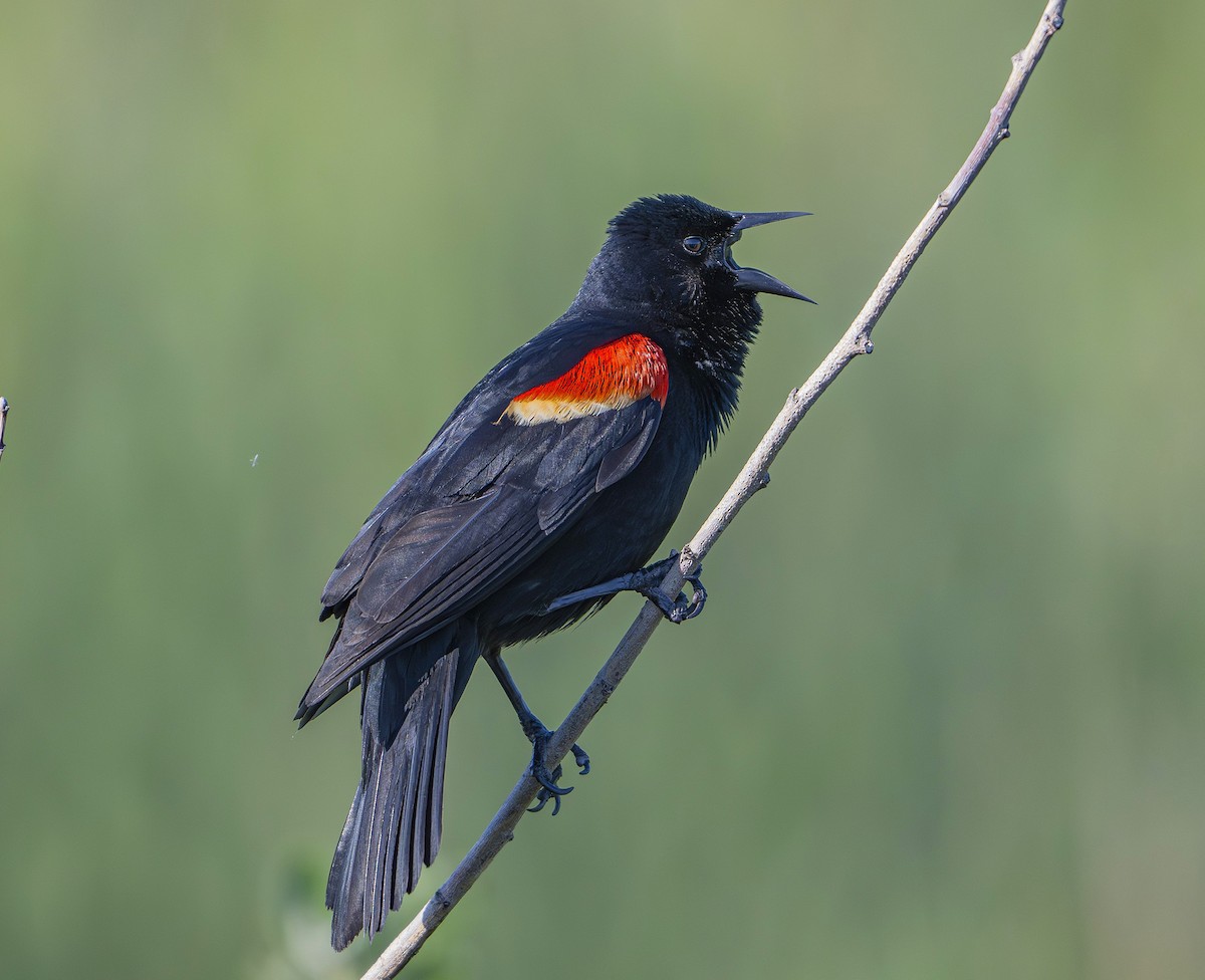 Red-winged Blackbird - ML643805931
