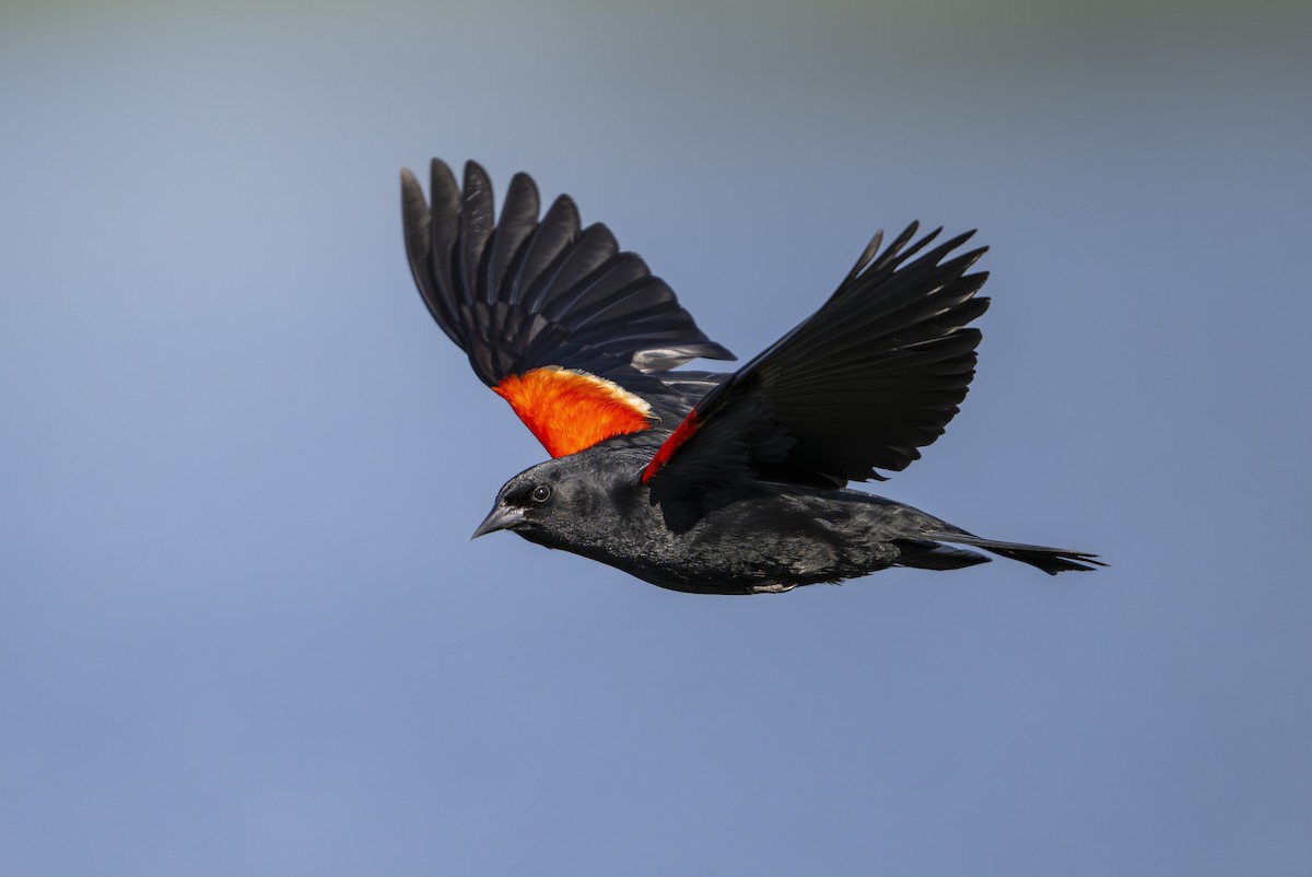 Red-winged Blackbird - ML643805932