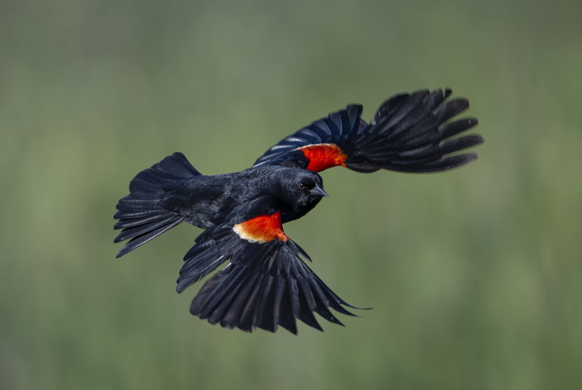 Red-winged Blackbird - ML643805933