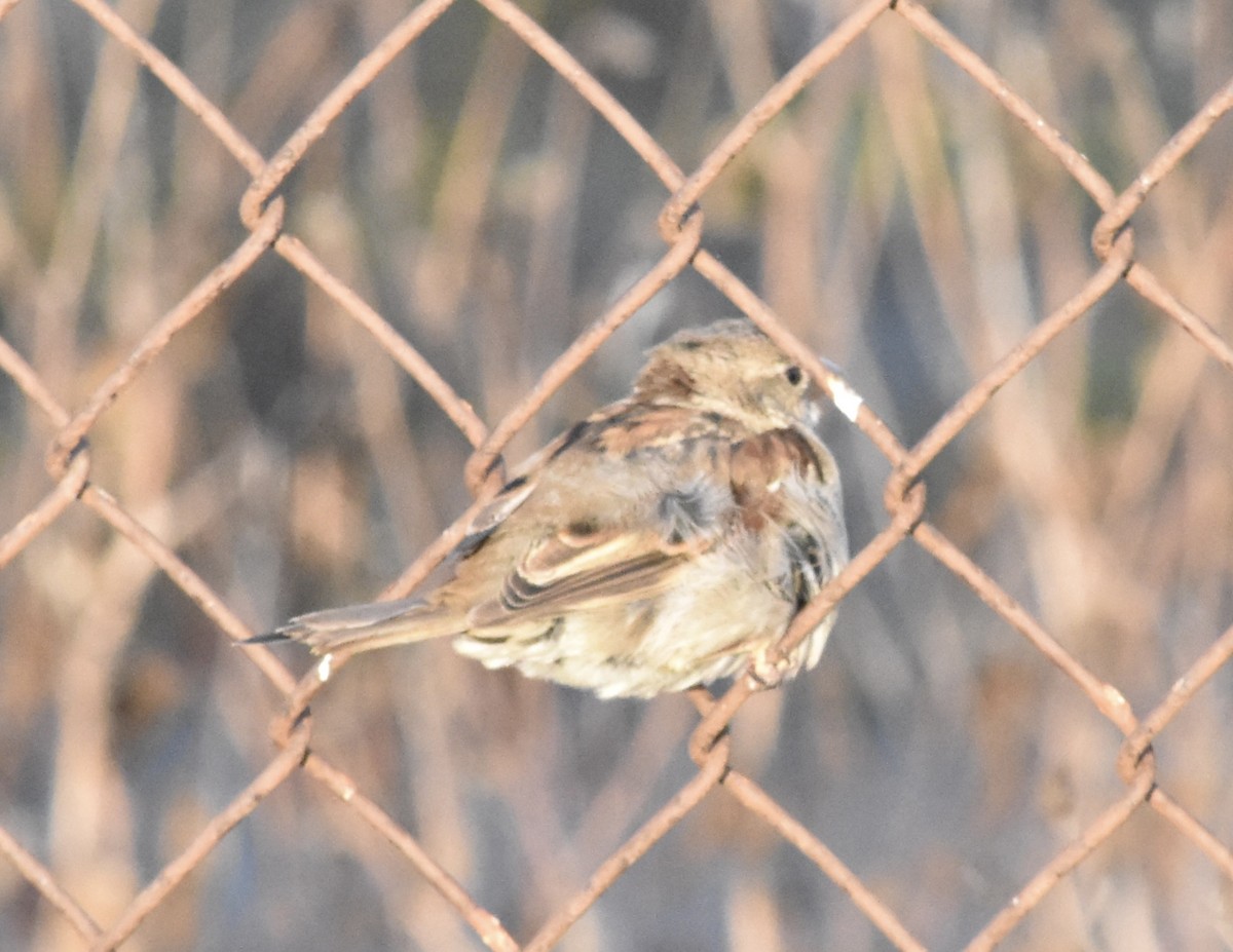 House Sparrow - ML643805947