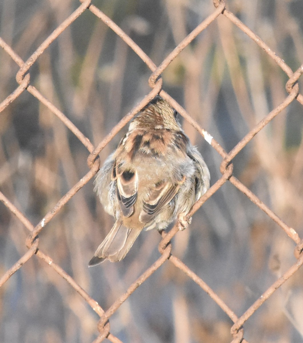 House Sparrow - ML643805950