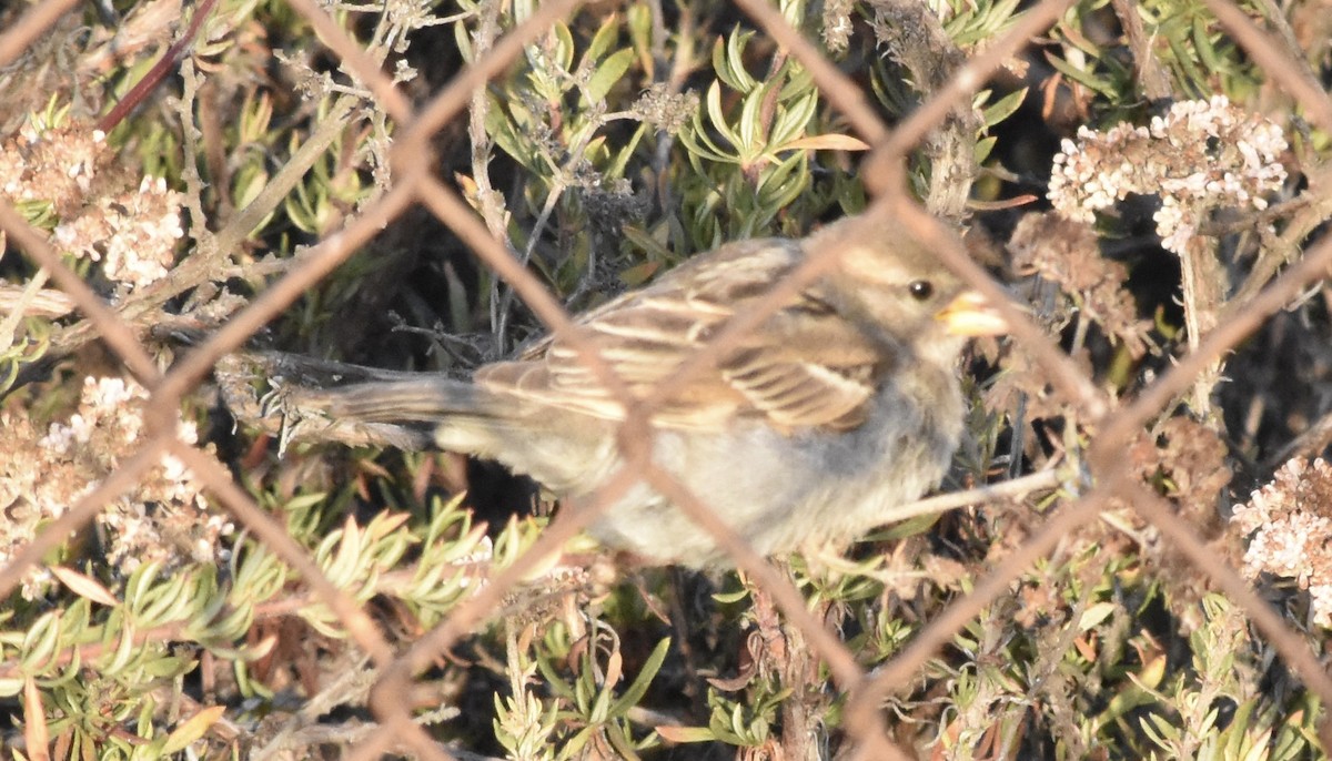House Sparrow - ML643805956