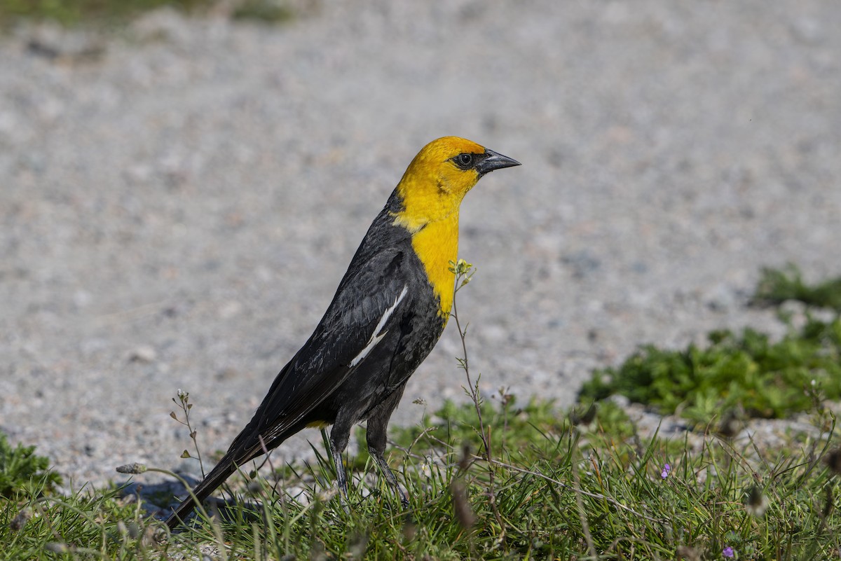Yellow-headed Blackbird - ML643805961