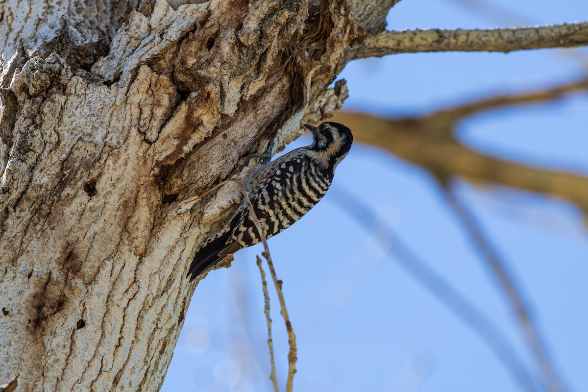 Ladder-backed Woodpecker - ML643805968