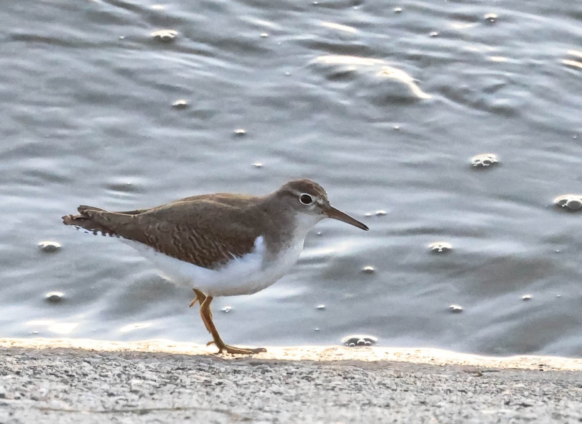 Drosseluferläufer - ML643805970