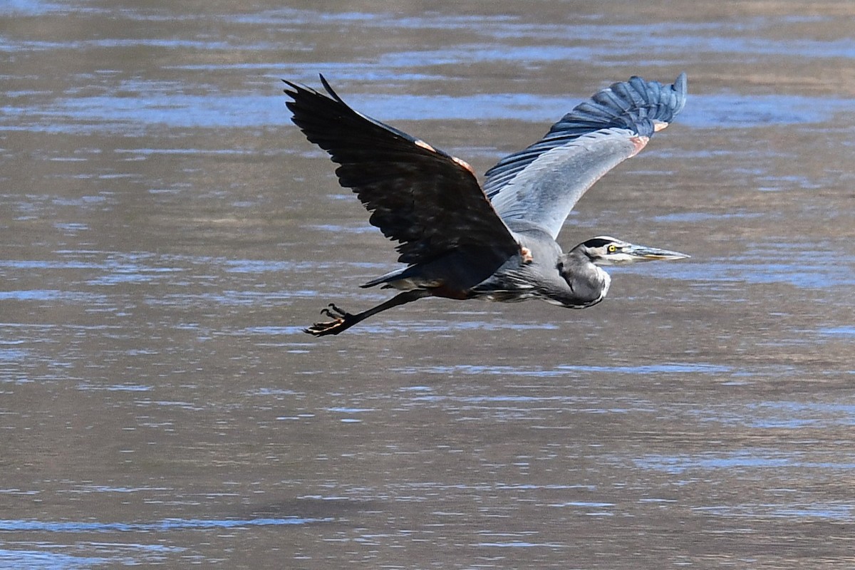 Great Blue Heron - ML643805974