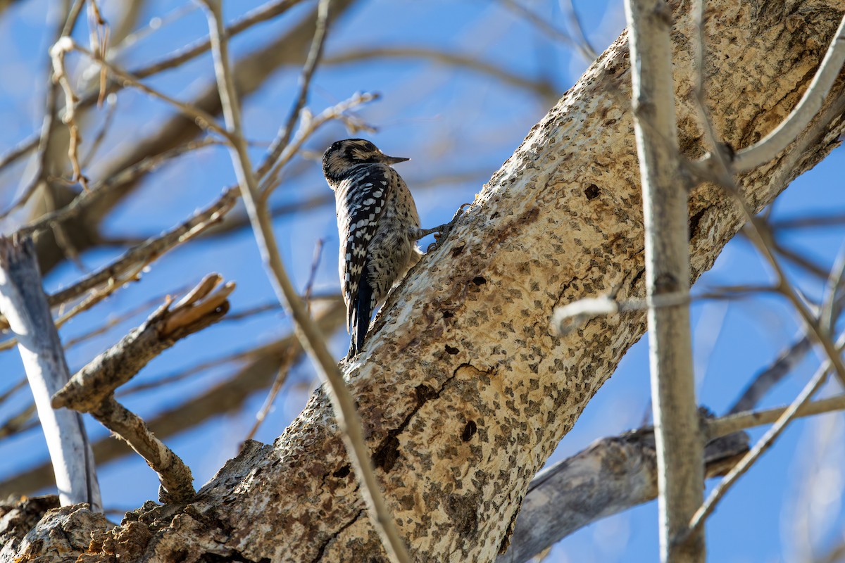 Ladder-backed Woodpecker - ML643805980