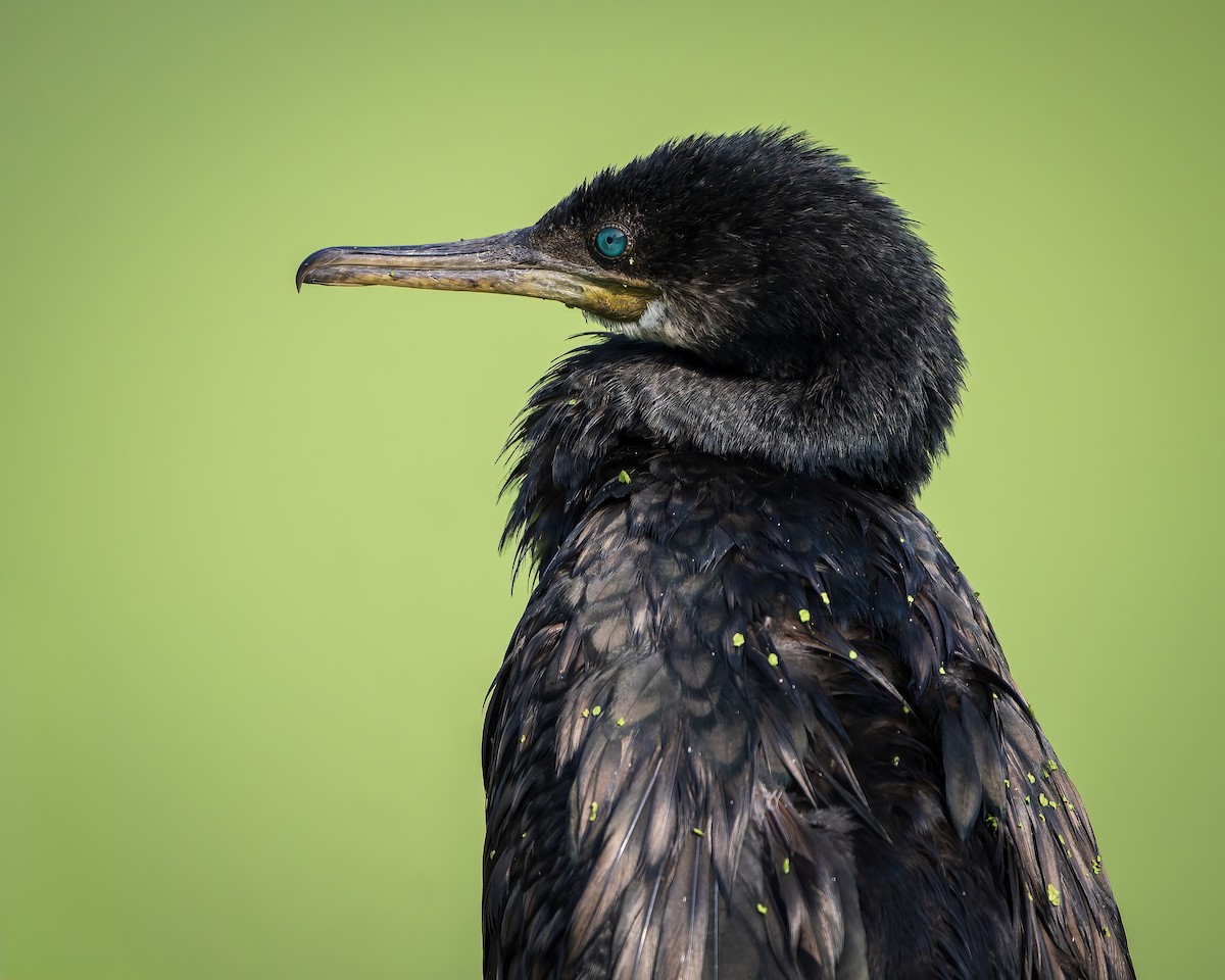 Indian Cormorant - ML643805984