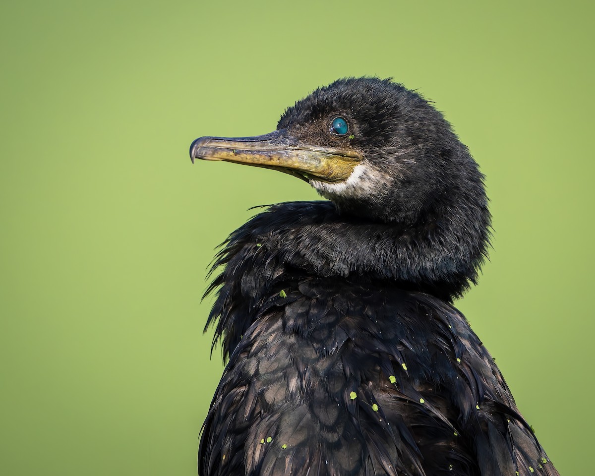Indian Cormorant - ML643805985