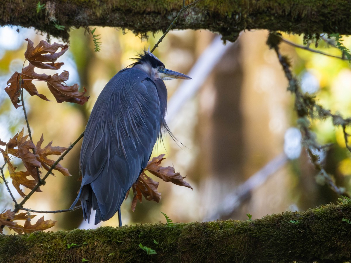 eBird Checklist - 19 Oct 2025 - Billy Frank Jr. Nisqually NWR - 8 species
