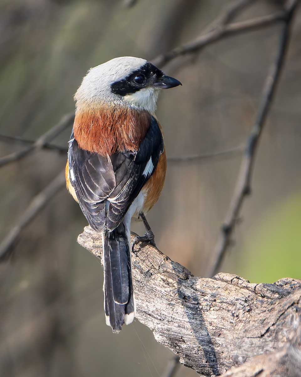 Bay-backed Shrike - ML643805997