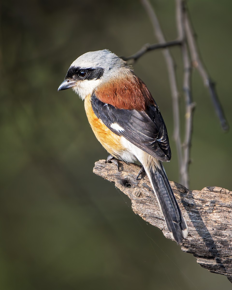 Bay-backed Shrike - ML643805998