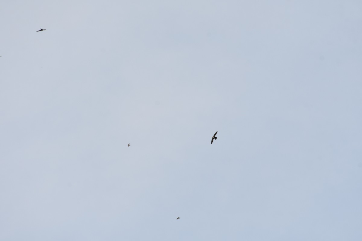 White-collared Swift - ML643806005