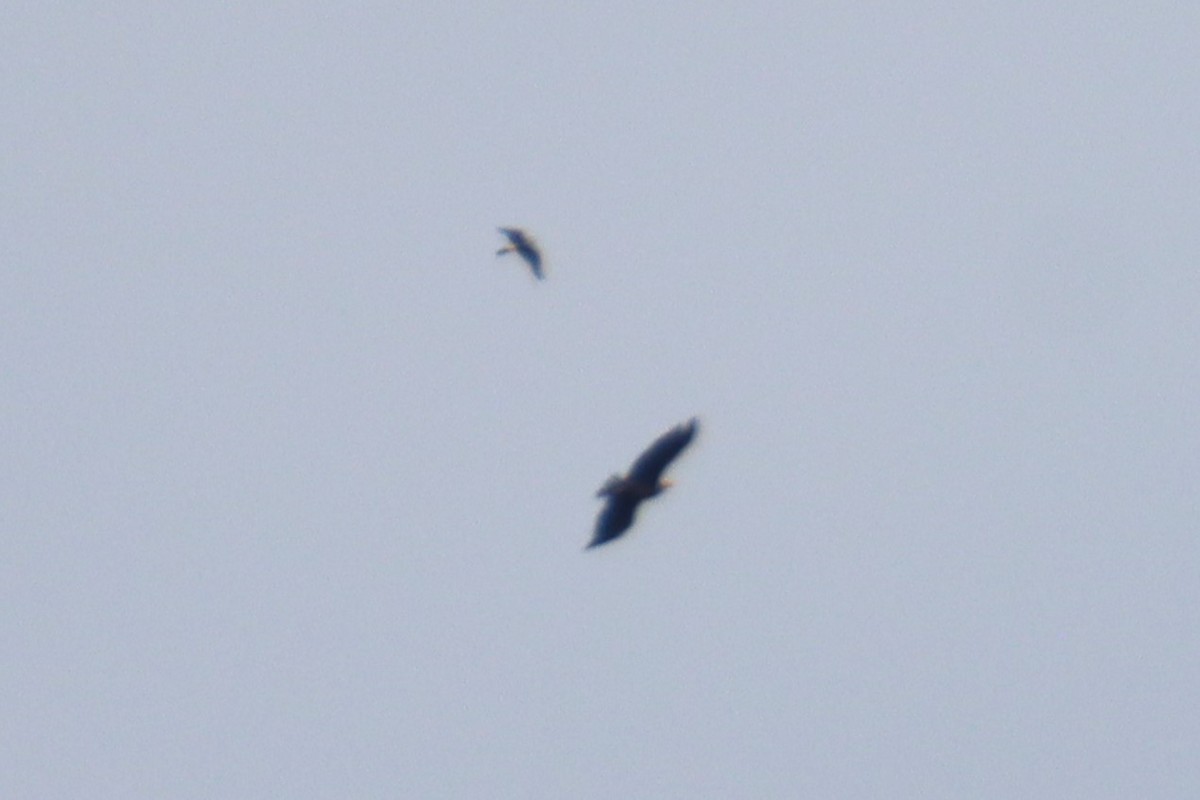 diurnal raptor sp. - ML643806006