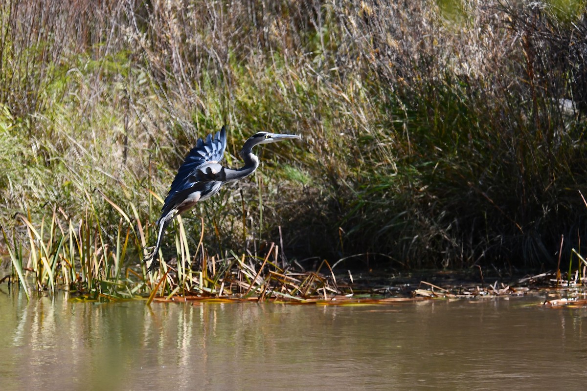Great Blue Heron - ML643806007