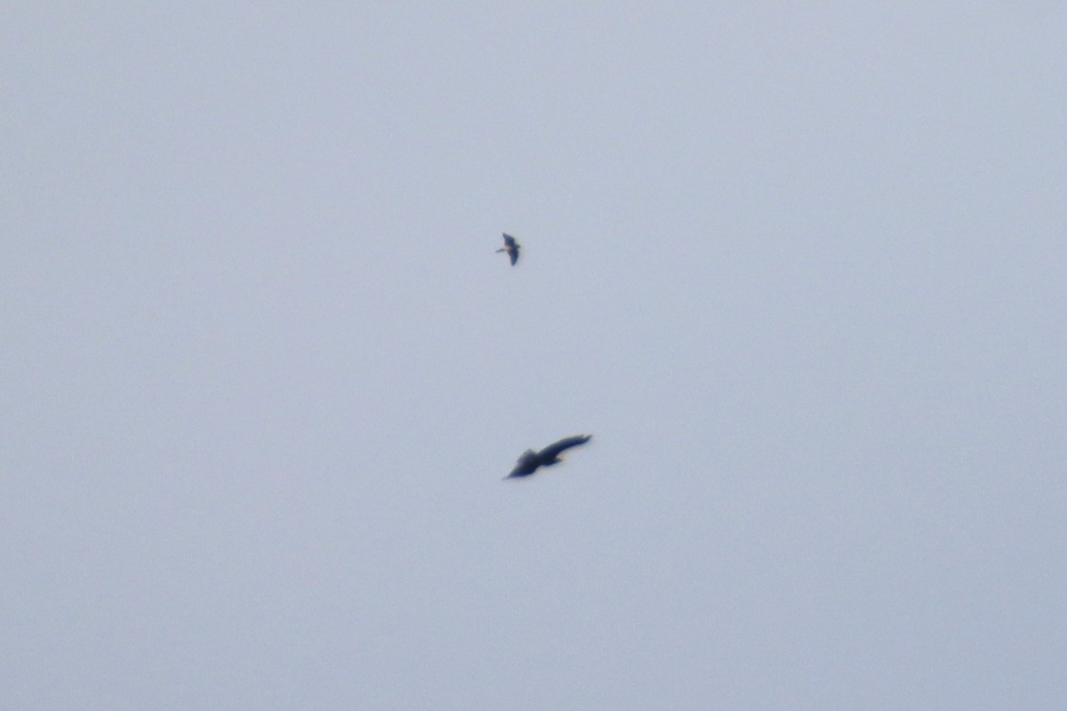 diurnal raptor sp. - ML643806008