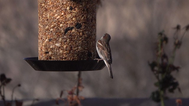 House Sparrow - ML643806009