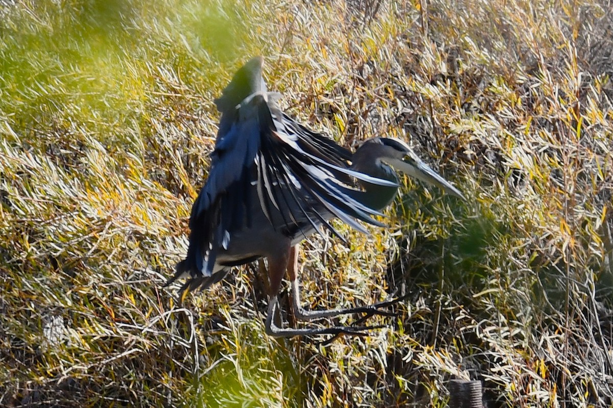 Great Blue Heron - ML643806010
