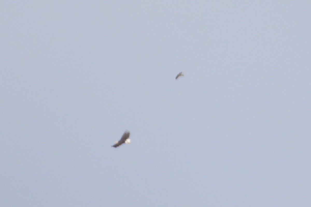 diurnal raptor sp. - ML643806013