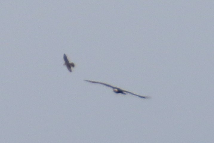 diurnal raptor sp. - ML643806016