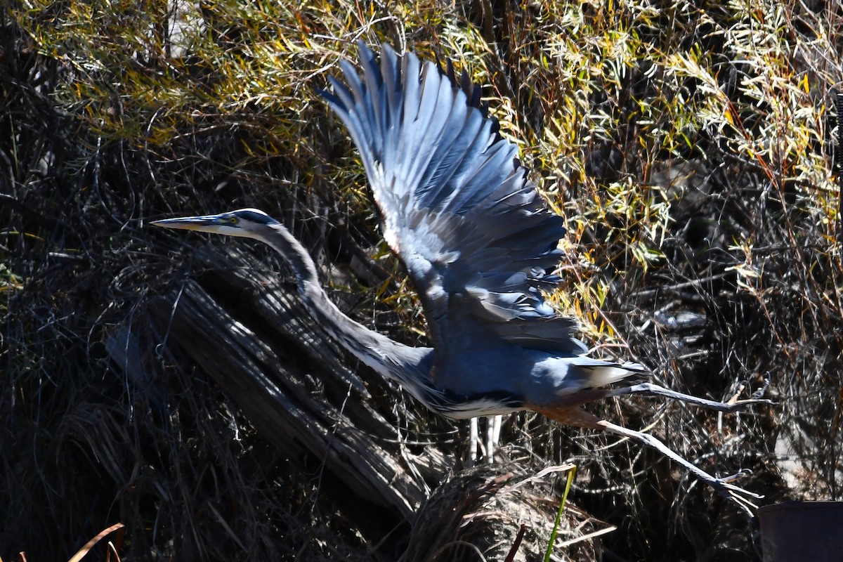Great Blue Heron - ML643806017
