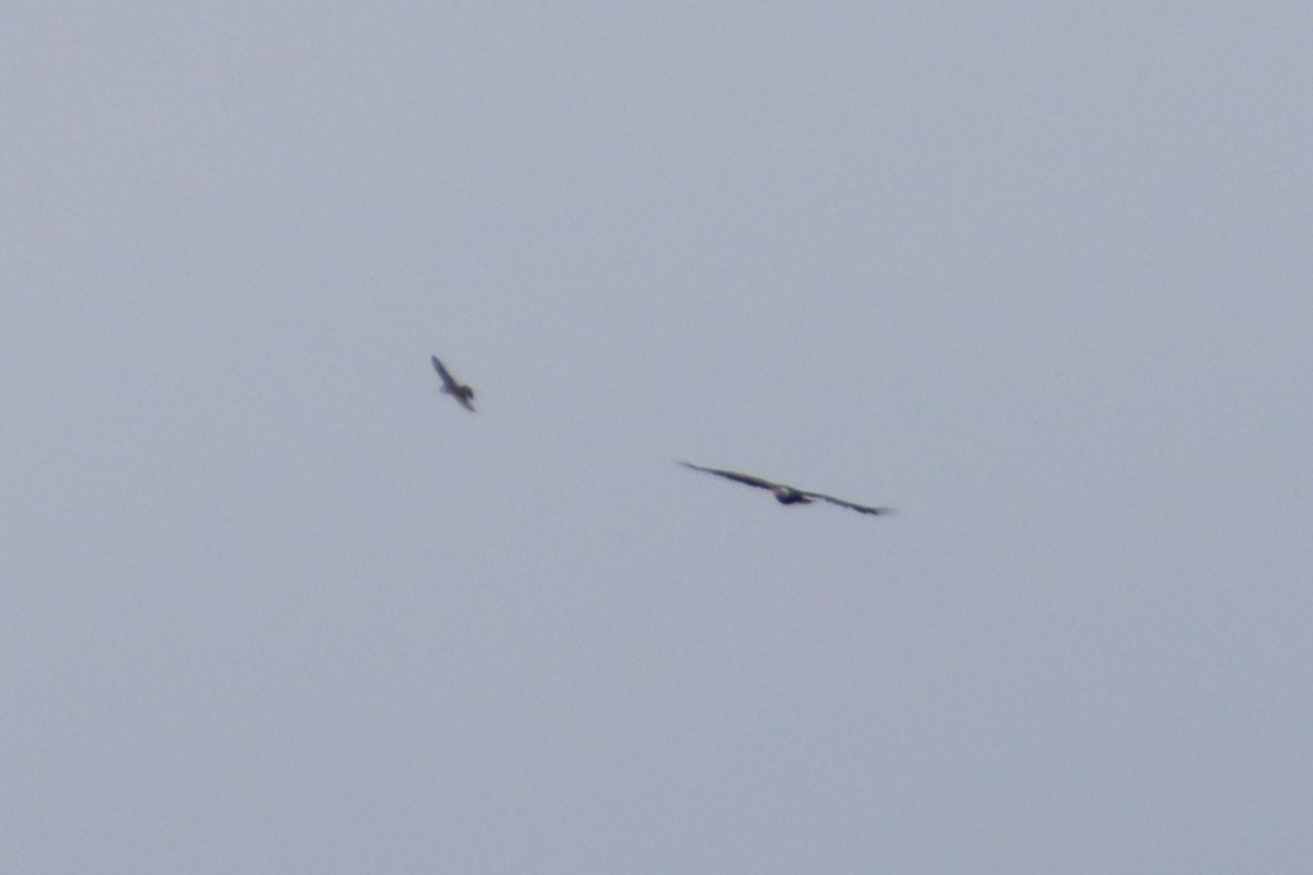 diurnal raptor sp. - ML643806019