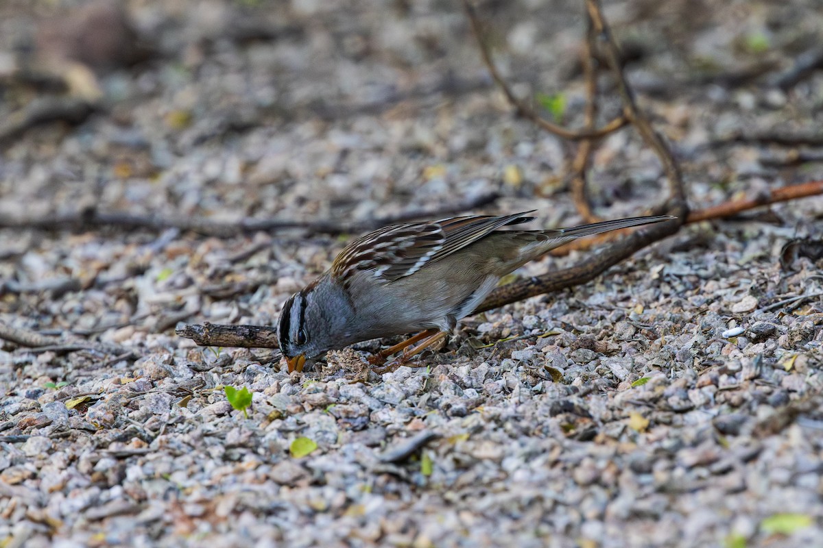 White-crowned Sparrow - ML643806032