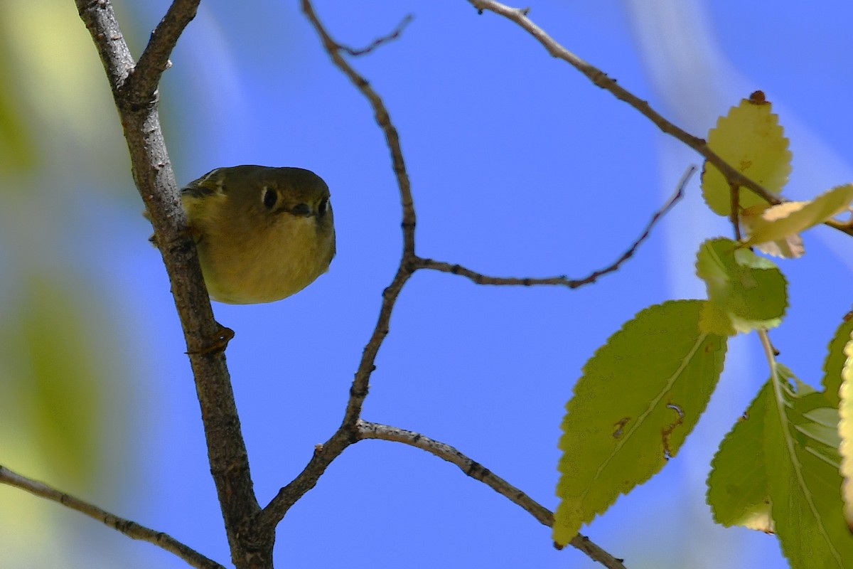 Ruby-crowned Kinglet - ML643806047