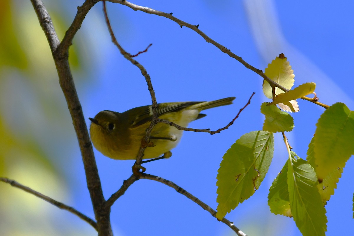 Ruby-crowned Kinglet - ML643806054