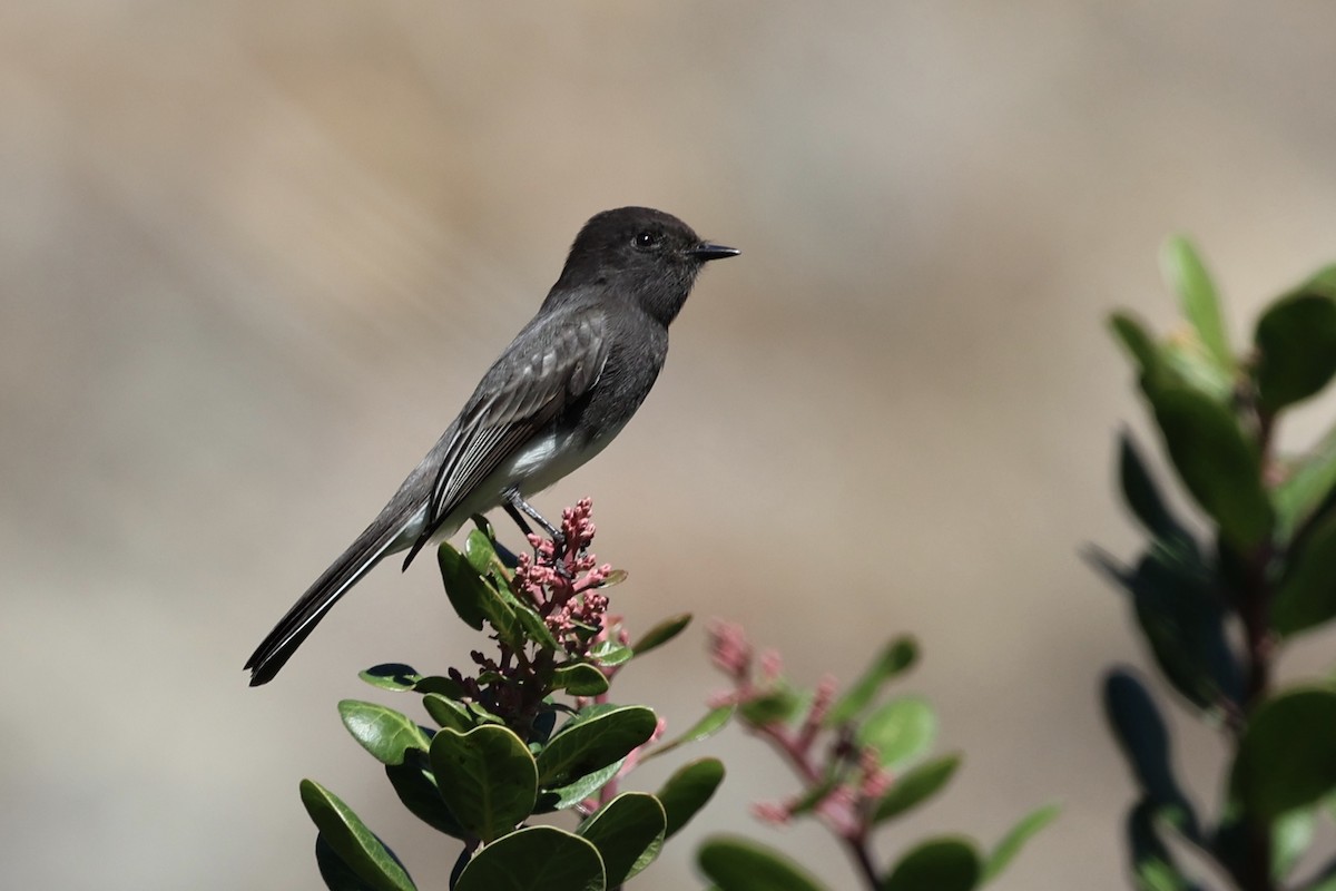 Black Phoebe - ML643806064