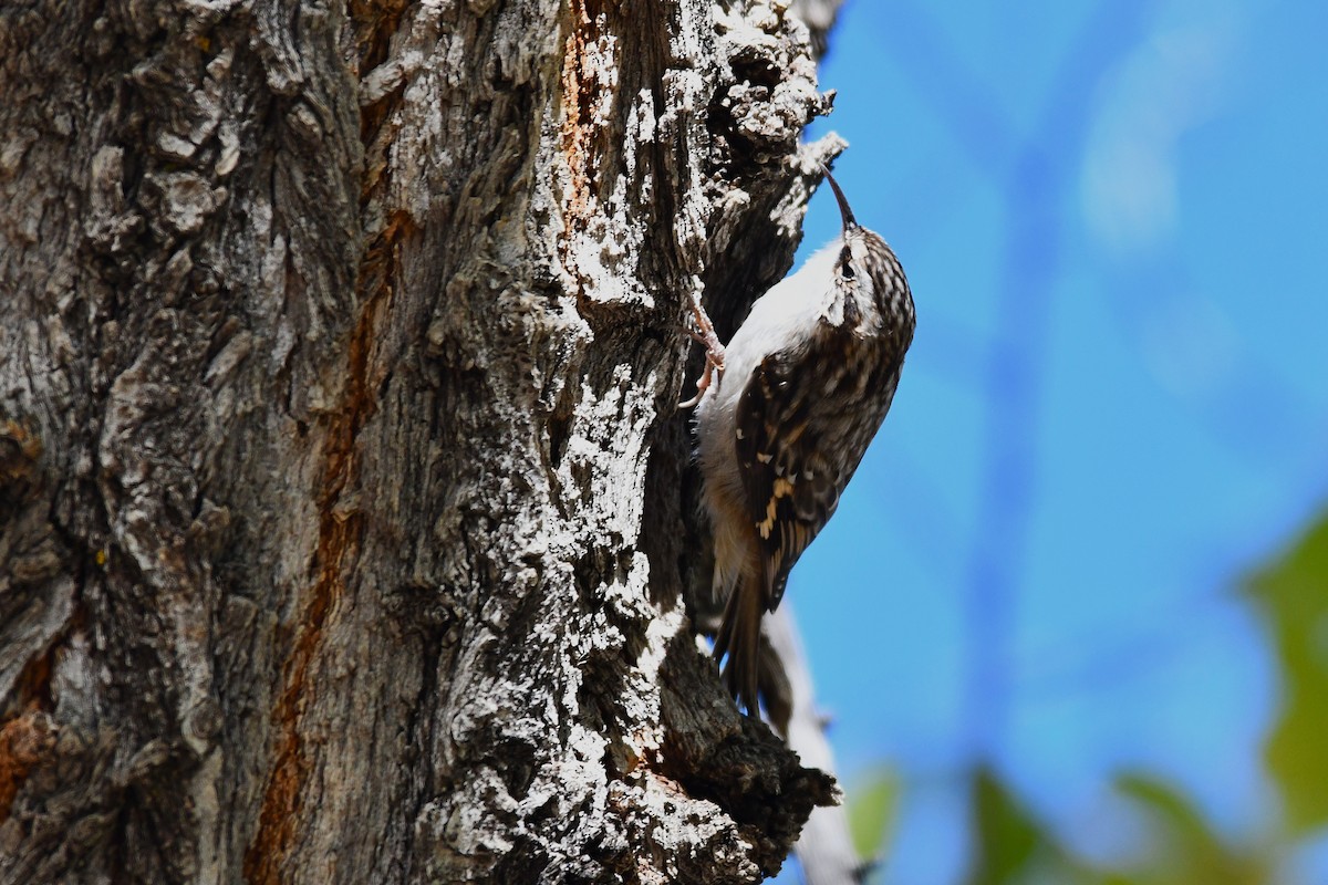 Brown Creeper - ML643806065