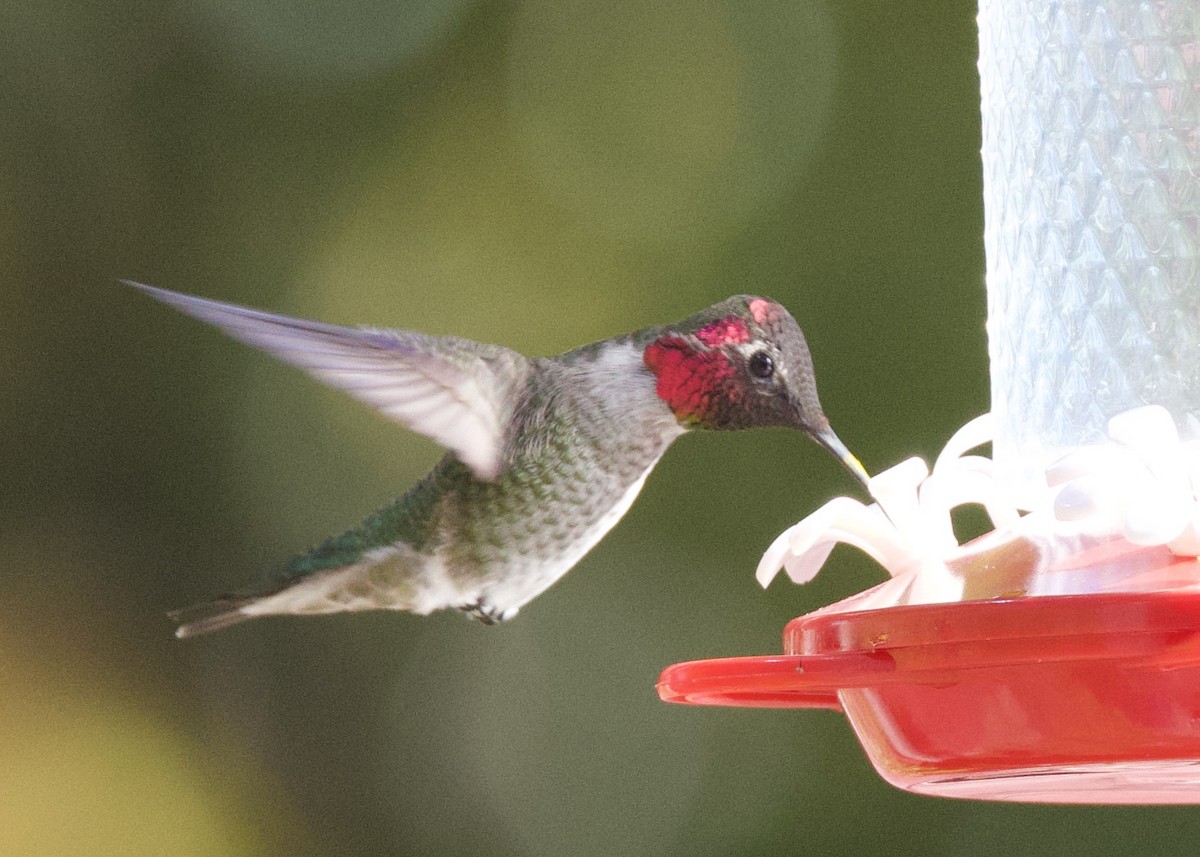 Colibri d'Anna - ML643806066