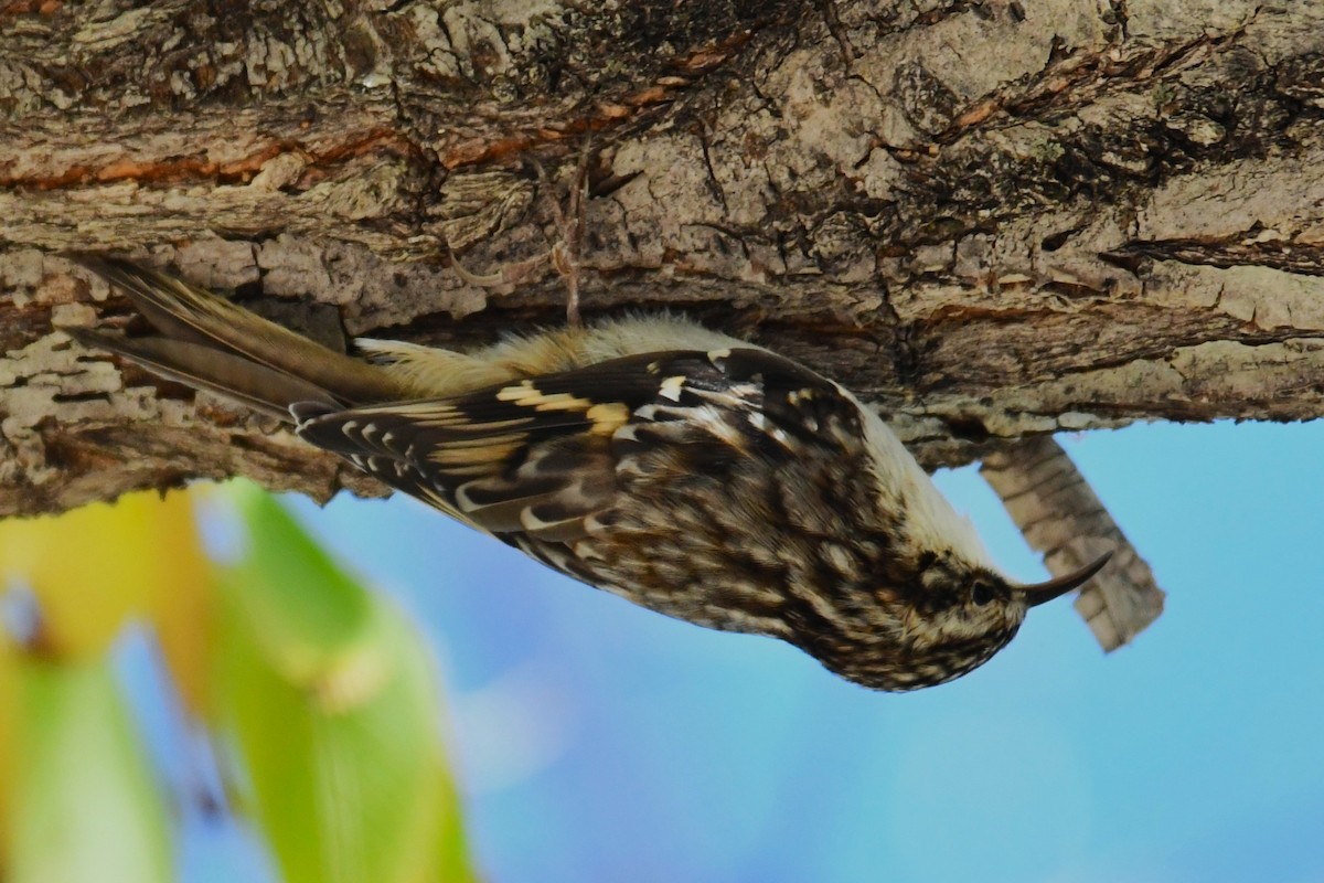Brown Creeper - ML643806076