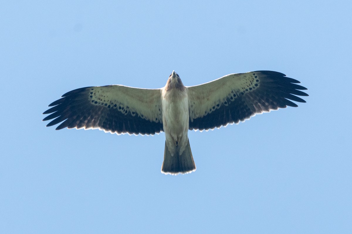 Бахим бүргэд - ML643806079