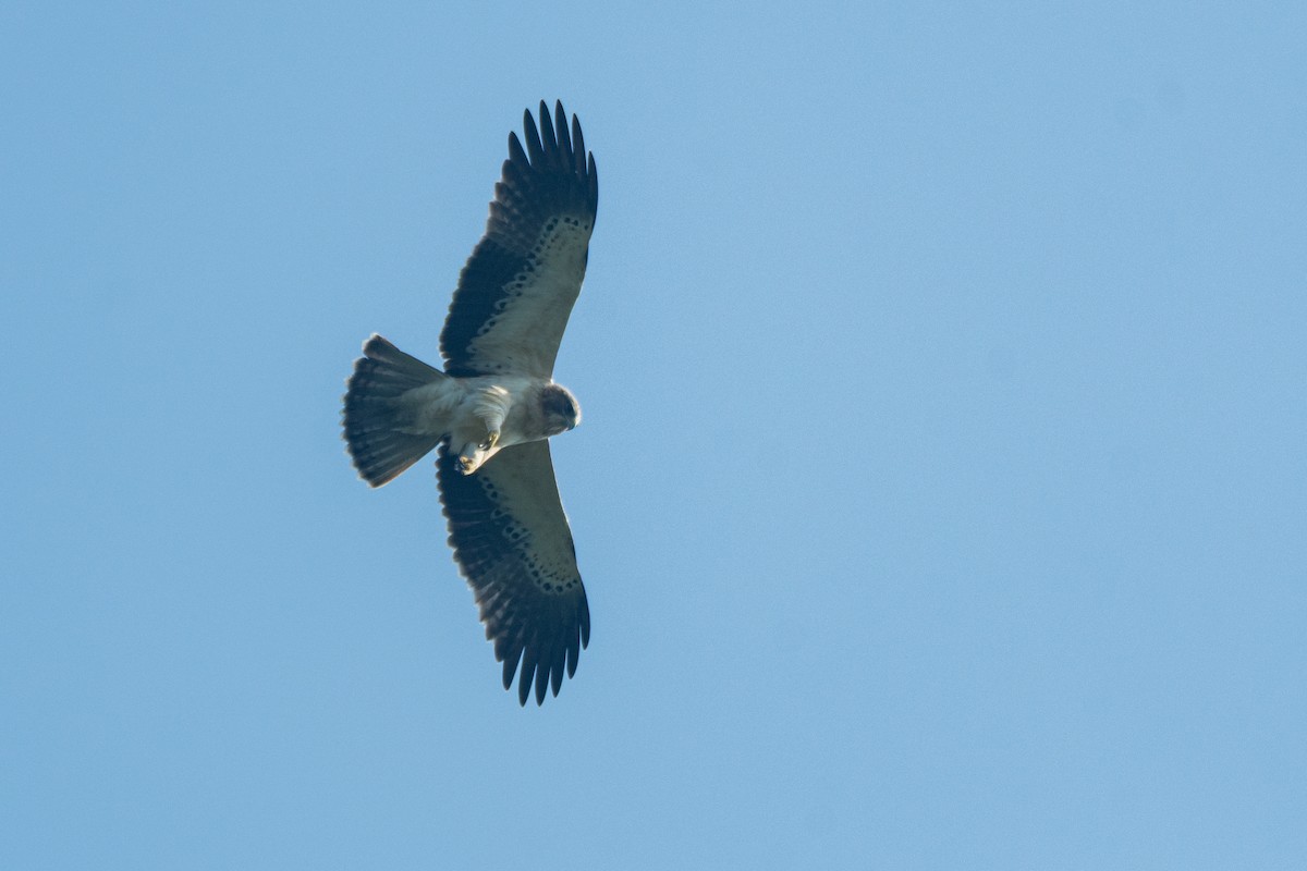 Бахим бүргэд - ML643806080