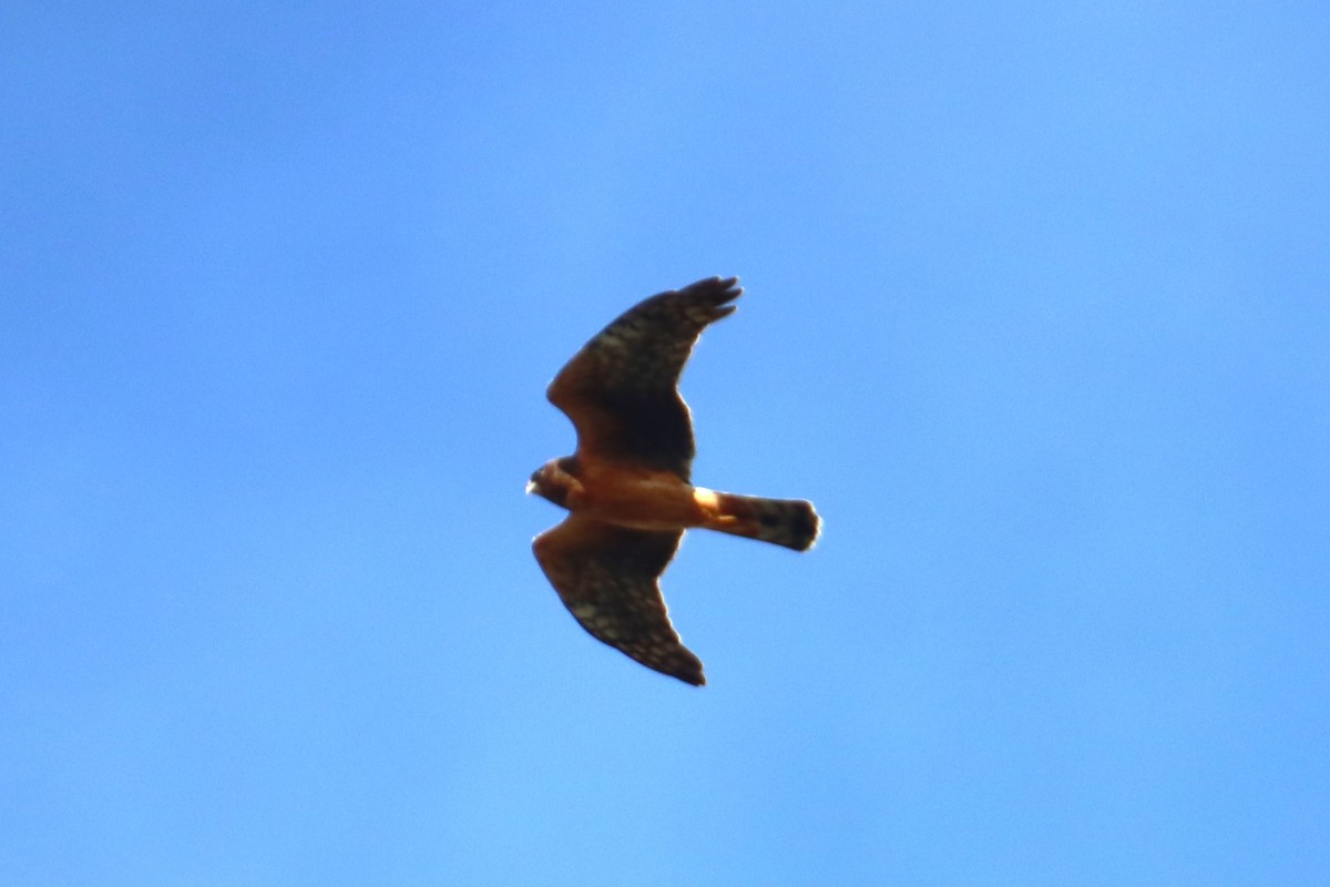 Northern Harrier - ML643806084
