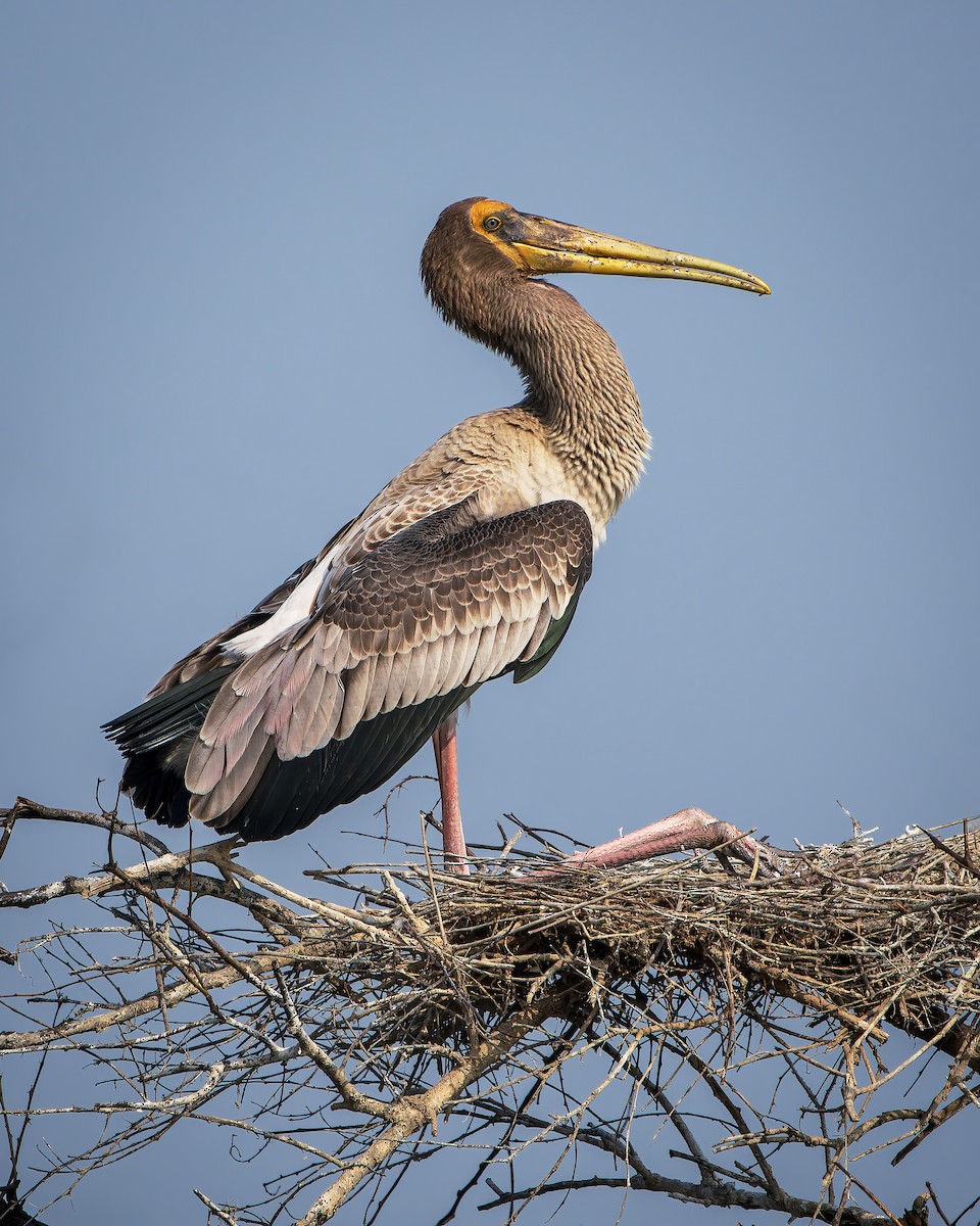 Painted Stork - ML643806086