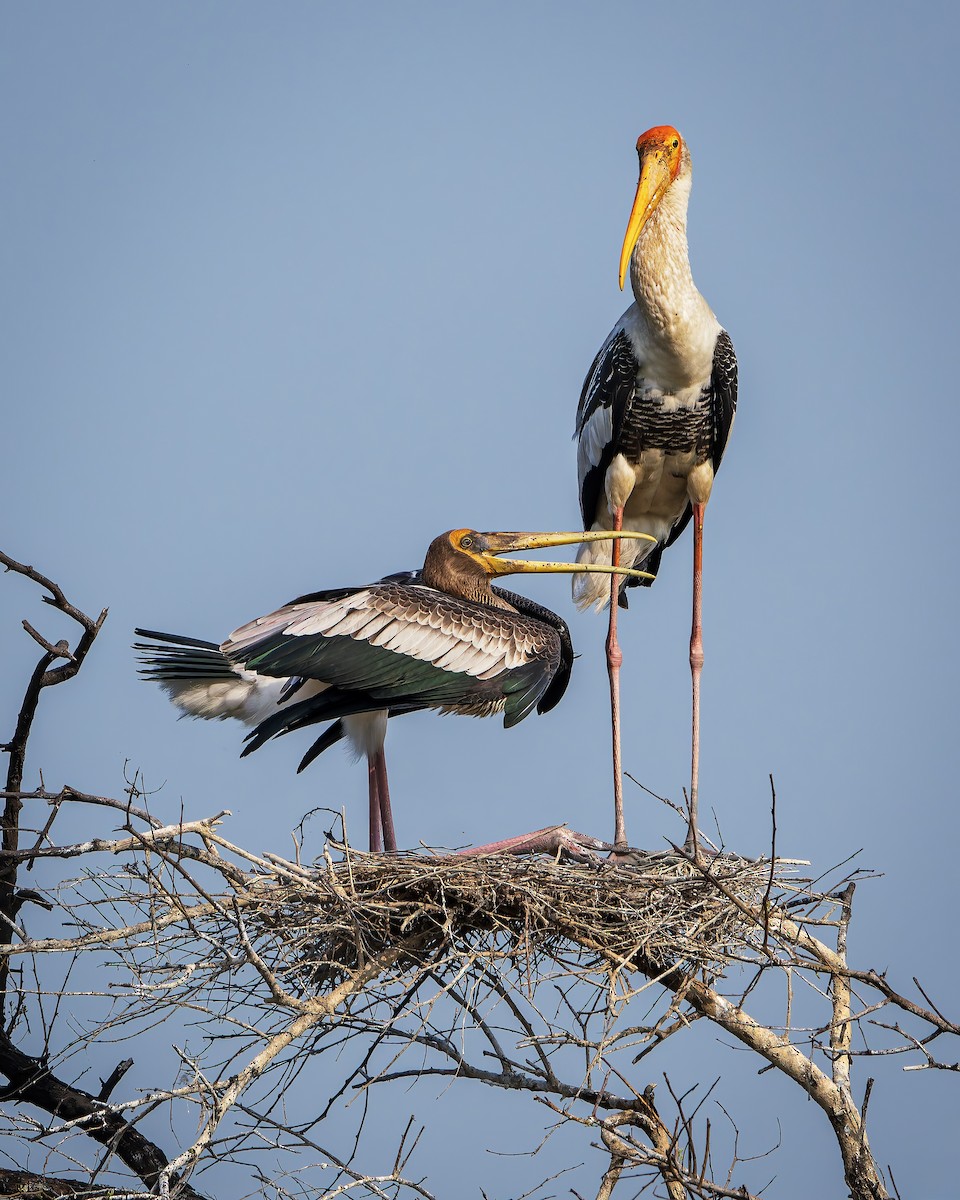 Painted Stork - ML643806087
