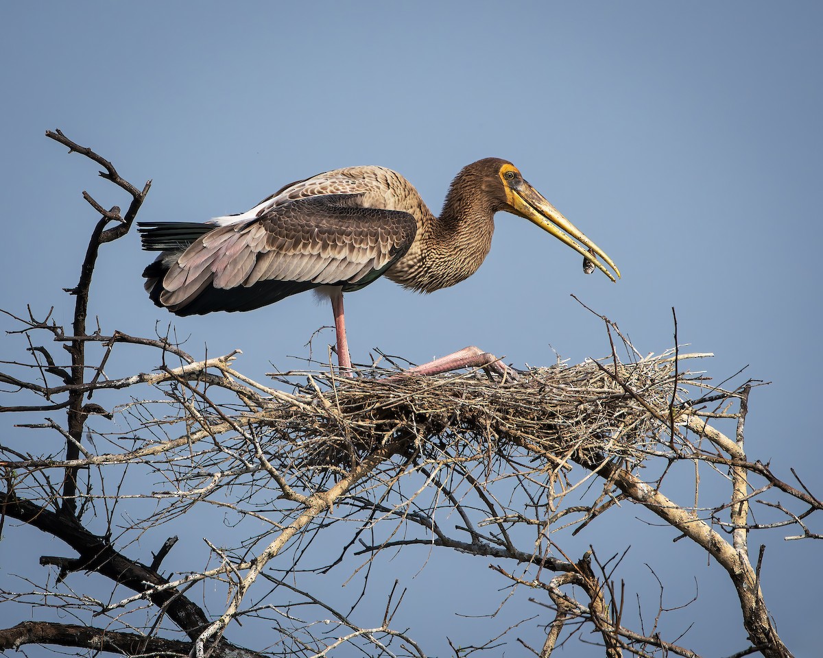 Painted Stork - ML643806088